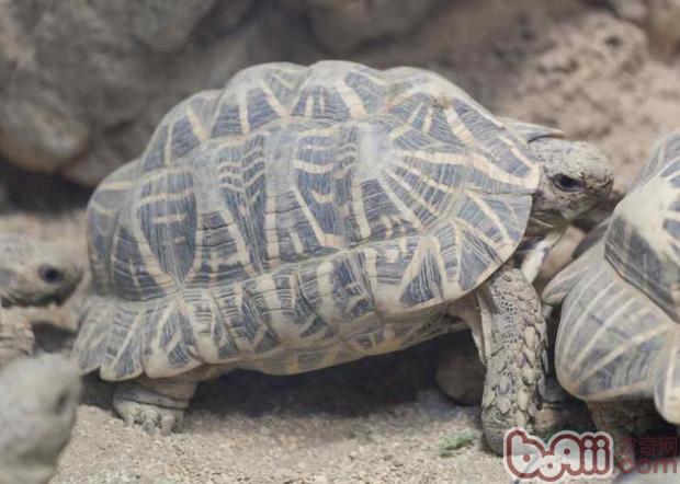 印度星龟的呼吸系统易患疾病