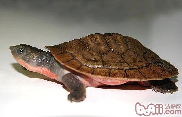 如何为水龟布置饲养环境