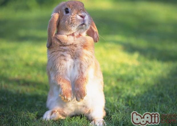兔兔传染性水疮口炎防治