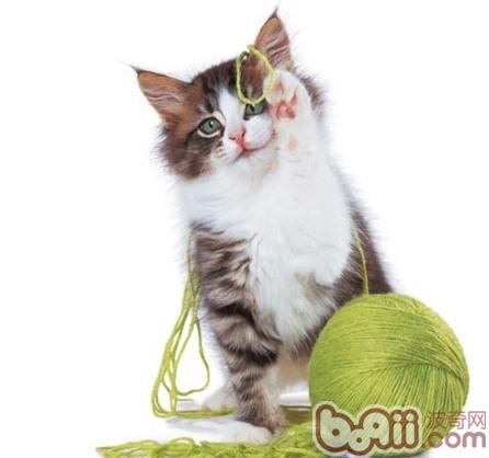 猫咪毛球形成的原因及预防措施