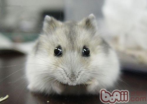 仓鼠误食蟑螂怎么办