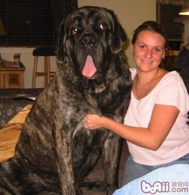 饲养大型和巨型犬主人们必看 狗狗品种 波奇网百科大全