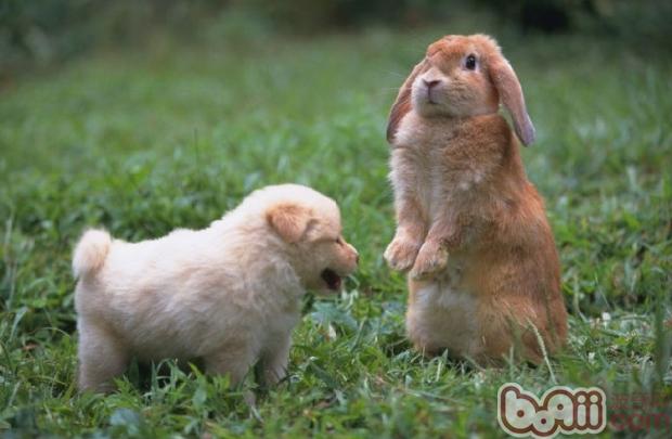 饲养环境会影响兔兔呼吸系统