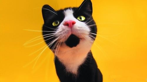 五个方法检查猫咪口臭问题|猫咪常见病-波奇网