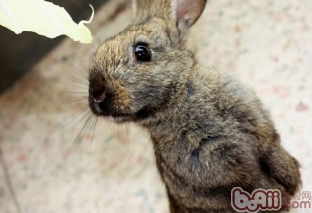 兔兔低血糖的防治