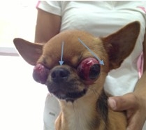 关于狗狗眼球脱出的病例分析