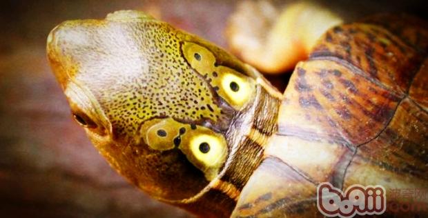 四眼斑水龟的饲养知识