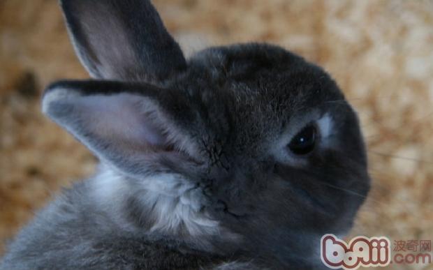 帮兔兔皮下注射的方法 帮兔兔皮下注射的方法