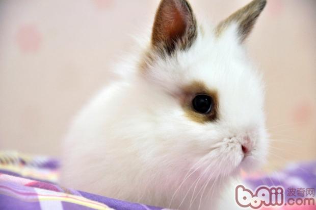 帮兔兔清理耳朵的方法