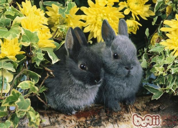 兔兔中暑七招急救法