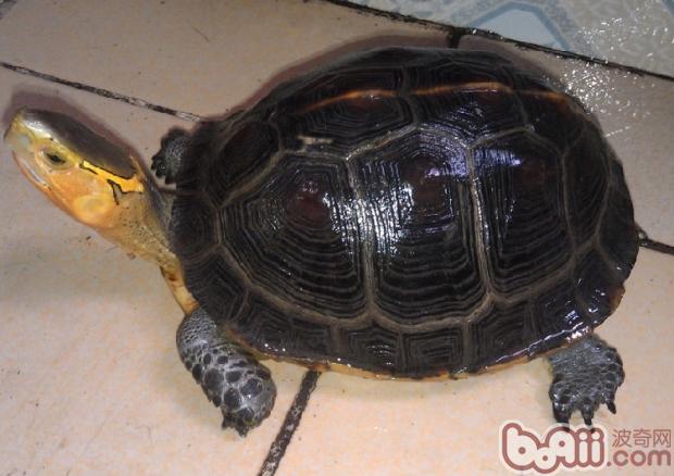 如何辨别黄缘闭壳龟的性别