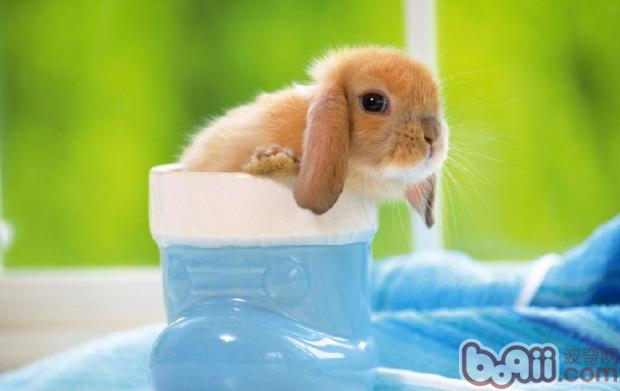 蓖麻可治疗兔兔多种疾病