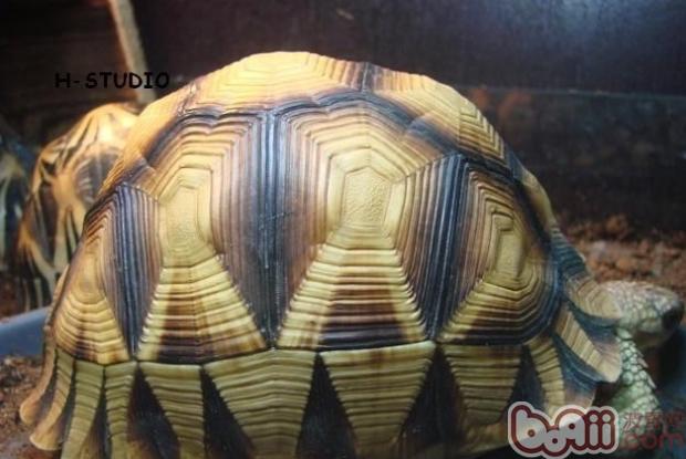 安哥洛卡象龟的繁殖知识