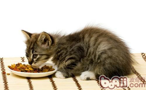 夏季谨防猫咪食物中毒
