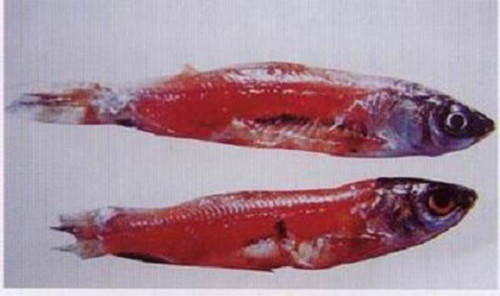观赏鱼的出血病症状及治疗