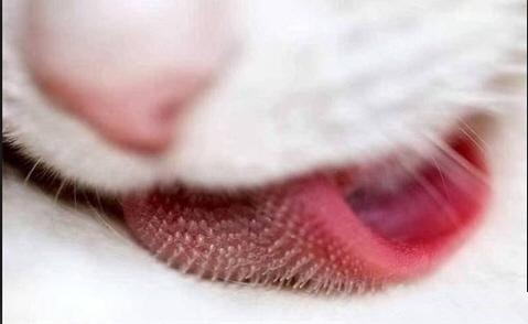 带你认识猫咪舌头的秘密