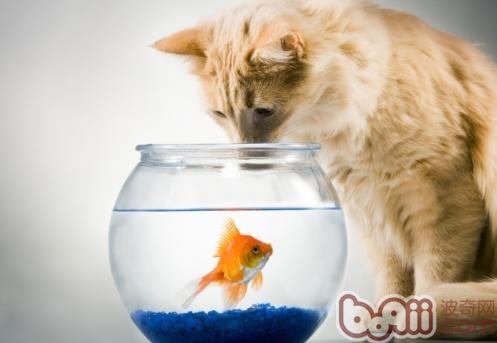 让猫咪安全吃鱼的三个妙招