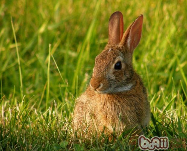 兔兔常见疾病的防治（五）