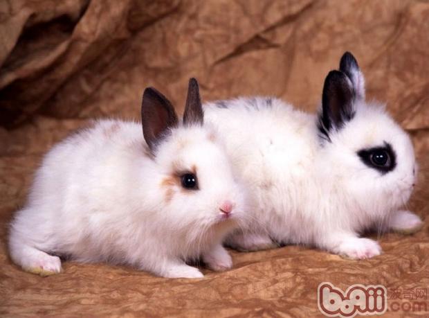 兔兔常见疾病的防治（一）
