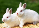 人們對兔兔認識的幾大誤區及糾正
