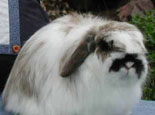美種費斯垂耳兔的品貌特征