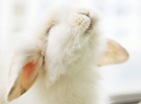 兔子常见的腹泻预防及治疗