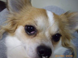 狗狗得了犬第三眼瞼增生的癥狀及診治 