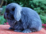 英國垂耳兔的品貌特征