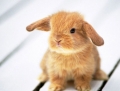 荷蘭垂耳兔的基本特征