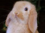 英国迷你垂耳兔品种特征