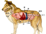 護養狗狗腎臟的重要性