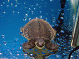 關于豬鼻龜的品種介紹（圖）