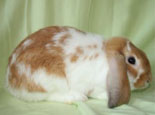 美国迷你垂耳兔品种特征