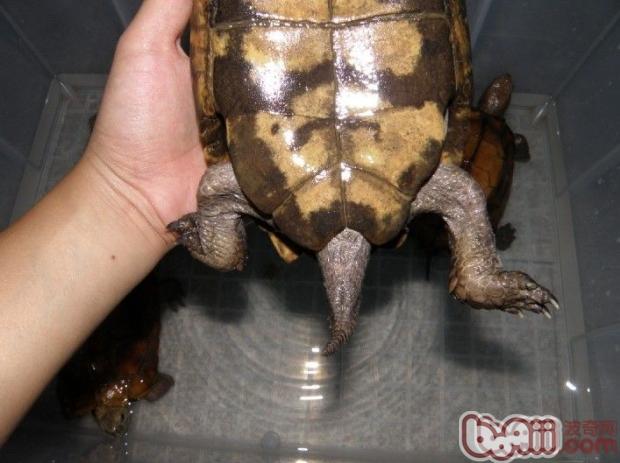 乌龟的雌雄辨别(图)