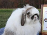 最大的垂耳兔－法国垂耳兔