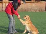 狗狗为什么那么容易就学会握手