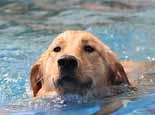 狗狗游泳健將養成要素