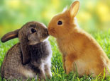 兔子主動親吻你不是不可能