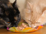 貓貓用餐時也需加點肉