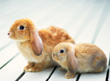 關于兔兔的孕育小知識 