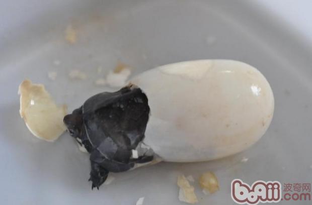 乌龟卵孵化过程图解