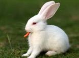 寵物兔兔吃飯也要養成規律