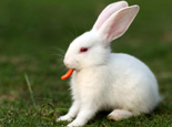 关于几种优秀家兔品种的介绍