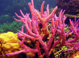珊瑚為什么會變白