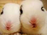 为什么兔子是三瓣嘴 