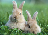 訓練兔子時常見的錯誤