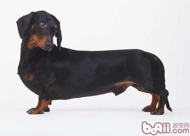 关于短毛腊肠犬的介绍|狗狗品种-波奇网百科大全
