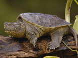 鱷魚龜卵孵化期間要注意什么