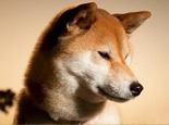 秋田犬的品種及價格介紹