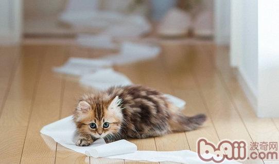 如何知道猫身体是不是健康